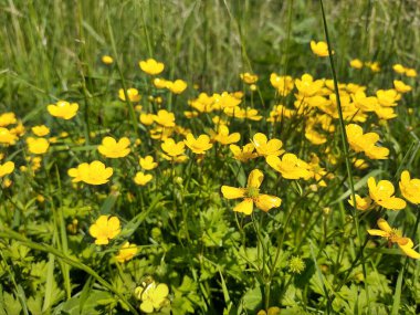 Bahçedeki sarı çiçekler