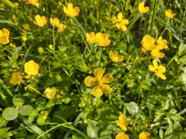 Bahçedeki sarı çiçekler