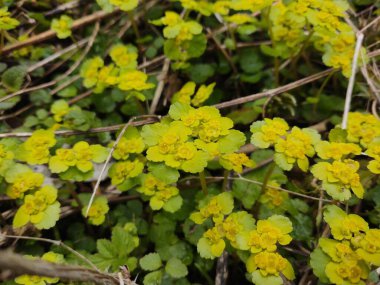 Doğada ya da bahçede çimenlerdeki renkli çayır çiçekleri. Slovakya
