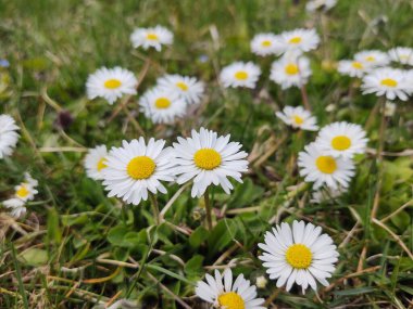 Bahçedeki beyaz papatyalar