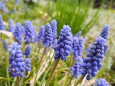 Bahçedeki güzel çiçekler