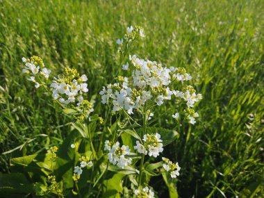 Doğada ya da bahçede çimenlerdeki renkli çayır çiçekleri. Slovakya