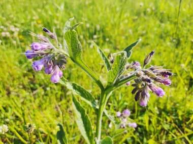 Çimlerde papatya çiçeği. Slovakya