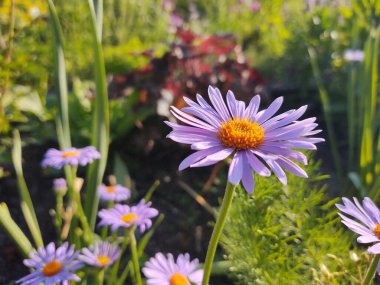 Çimlerde papatya çiçekleri, beyaz ve sarı. Slovakya