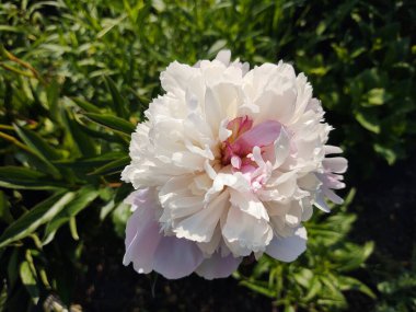 Doğada ya da bahçede çimenlerdeki renkli çayır çiçekleri. Slovakya