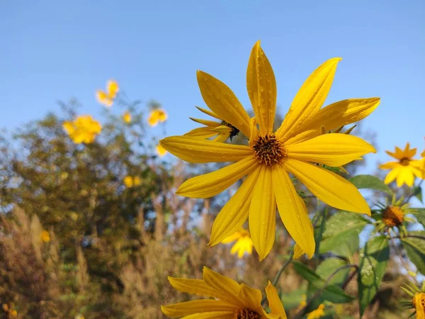 Żółty Kwiat Ogrodzie — Zdjęcie stockowe