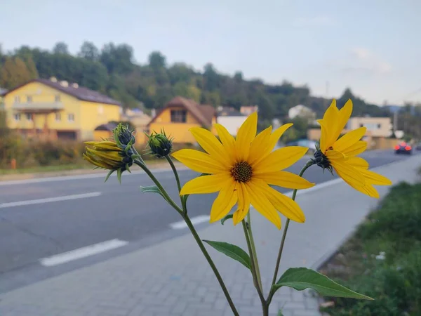 Bahçedeki Güzel Çiçekler — Stok fotoğraf