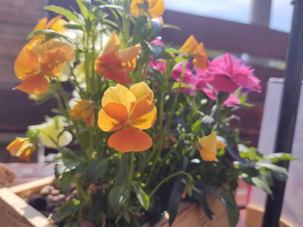 Fleurs Prairie Colorées Dans Herbe Dans Nature Dans Jardin Slovaquie — Photo