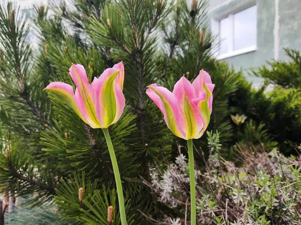 Piękne Botaniczne Ujęcie Naturalna Tapeta — Zdjęcie stockowe