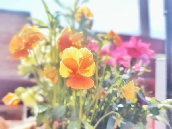 Fleurs Prairie Colorées Dans Herbe Dans Nature Dans Jardin Slovaquie — Photo