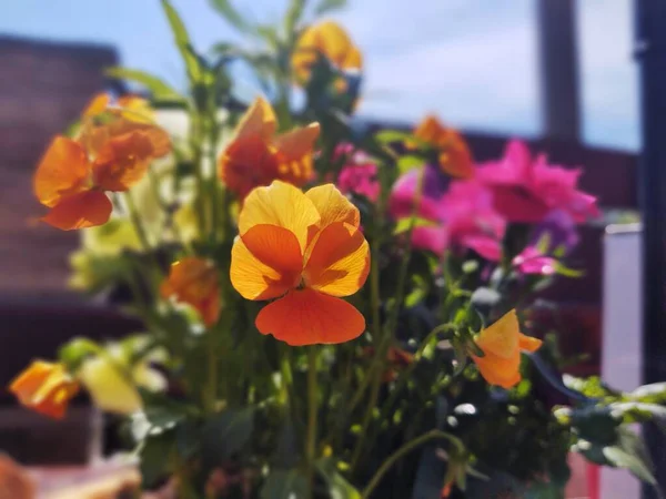 Bunte Wiesenblumen Gras Der Natur Oder Garten Slowakei — Stockfoto