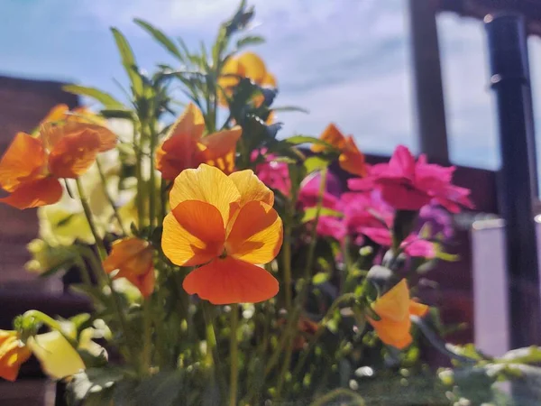 Fleurs Prairie Colorées Dans Herbe Dans Nature Dans Jardin Slovaquie — Photo