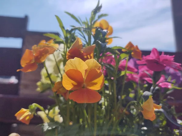 Färgglada Ängsblommor Gräs Naturen Eller Trädgården Slovakien — Stockfoto