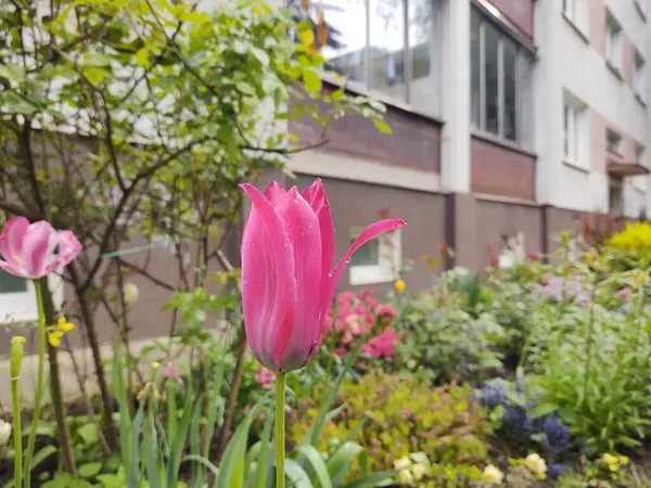 花园里美丽的粉色郁金香 — 图库照片