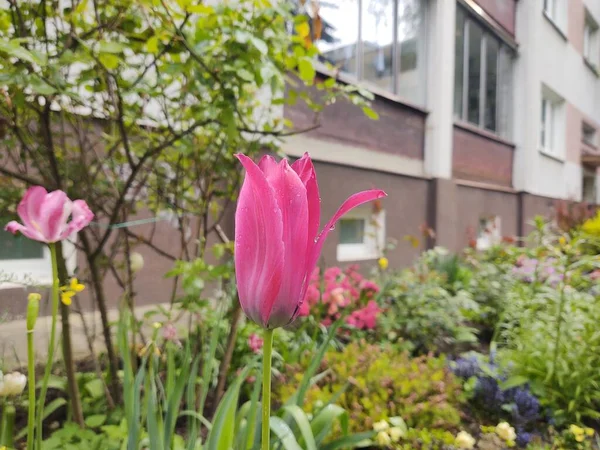 花园里的粉红郁金香 — 图库照片