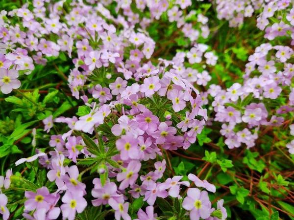 Fleurs Prairie Colorées Dans Herbe Dans Nature Dans Jardin Slovaquie — Photo