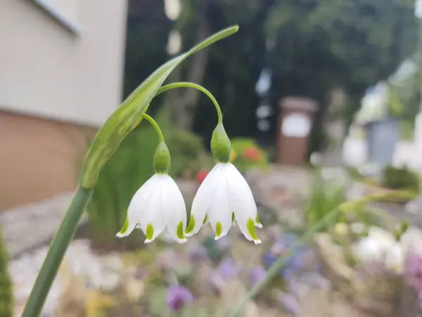 Bílý Květ Zahradě — Stock fotografie