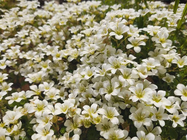 Doğada ya da bahçede çimenlerdeki renkli çayır çiçekleri. Slovakya