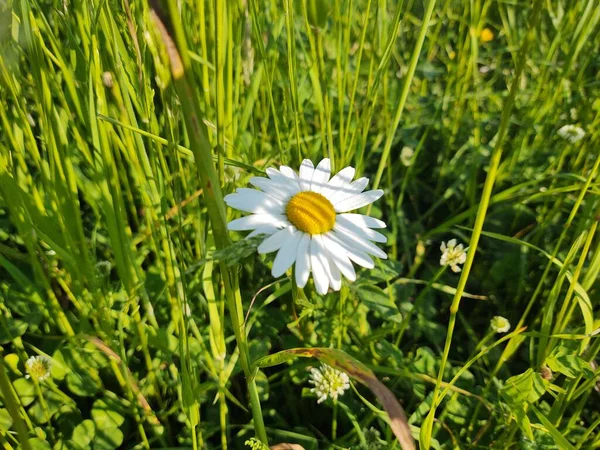 Camomile Daisy Flowers Grass White Yellow Slovakia — Stock Photo, Image