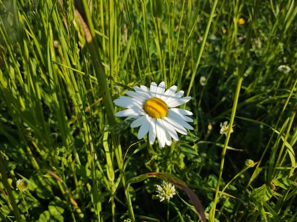 Camomile Daisy Flowers Grass White Yellow Slovakia — Stock Photo, Image