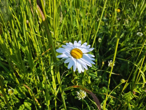 Çimlerde Papatya Çiçekleri Beyaz Sarı Slovakya — Stok fotoğraf