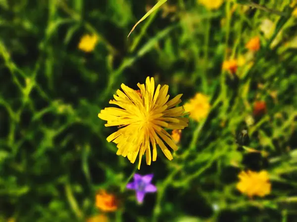 五彩缤纷的草地 在自然界或花园里的草丛中绽放着花朵 斯洛伐克 — 图库照片