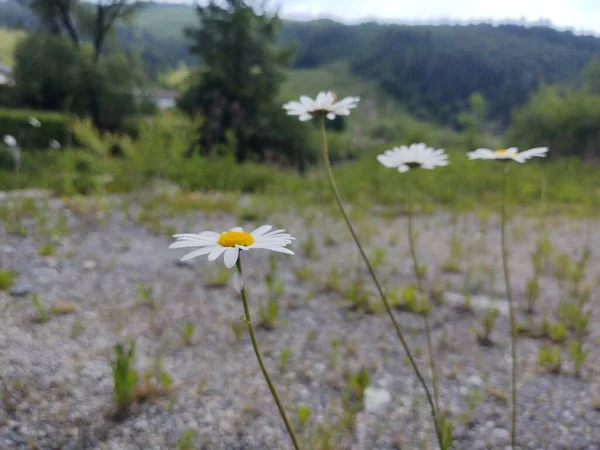 草の中のカモミールデイジーの花 白と黄色 スロバキア — ストック写真