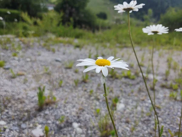 草の中のカモミールデイジーの花 白と黄色 スロバキア — ストック写真