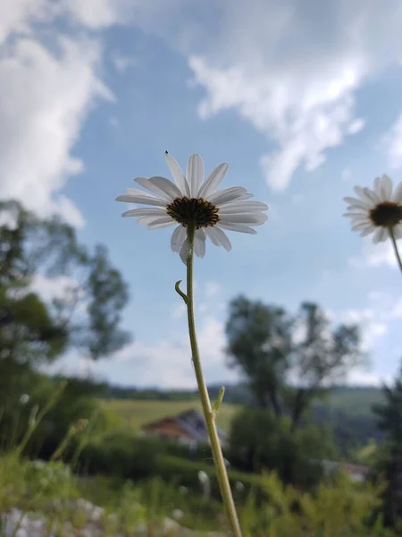 Kamilla Százszorszép Virágok Fűben Fehér Sárga Szlovákia — Stock Fotó