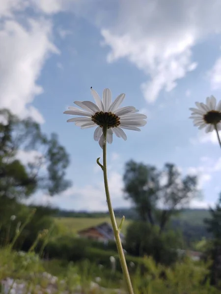 Rumianek Stokrotki Kwiaty Trawie Białe Żółte Słowacja — Zdjęcie stockowe