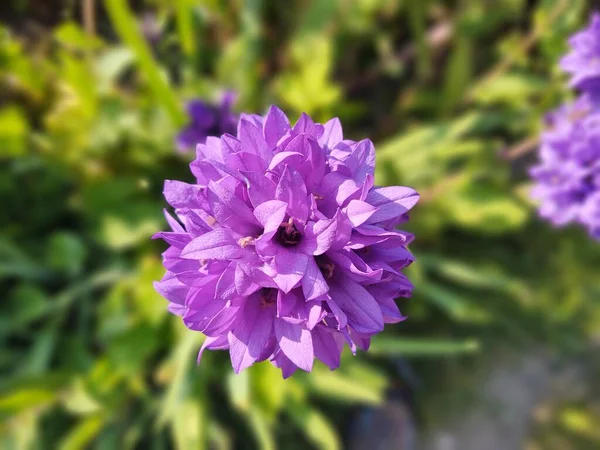 Fiori Colorati Prato Erba Natura Giardino Slovacchia — Foto Stock