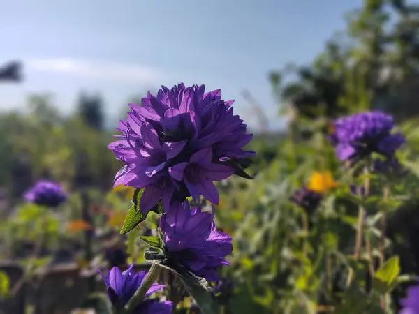 Πολύχρωμα Λουλούδια Λιβάδι Στο Γρασίδι Στη Φύση Στον Κήπο Σλοβακία — Φωτογραφία Αρχείου