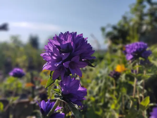 Coloridas Flores Prado Hierba Naturaleza Jardín Países Bajos —  Fotos de Stock