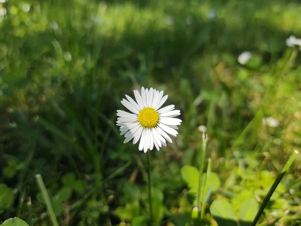 과노란 풀밭에 슬로바키아 — 스톡 사진