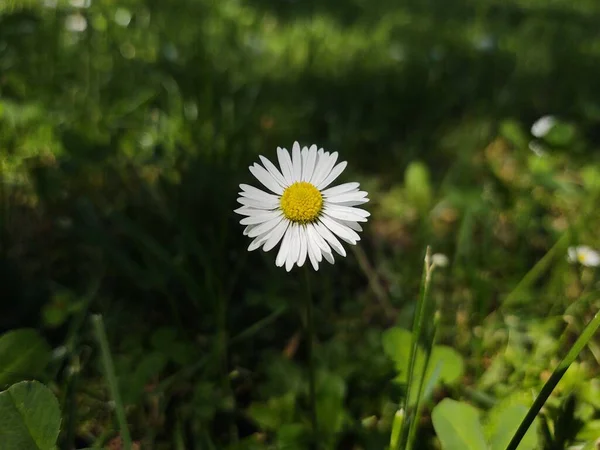 Camomile Daisy Flowers Grass White Yellow Slovakia — Stock Photo, Image