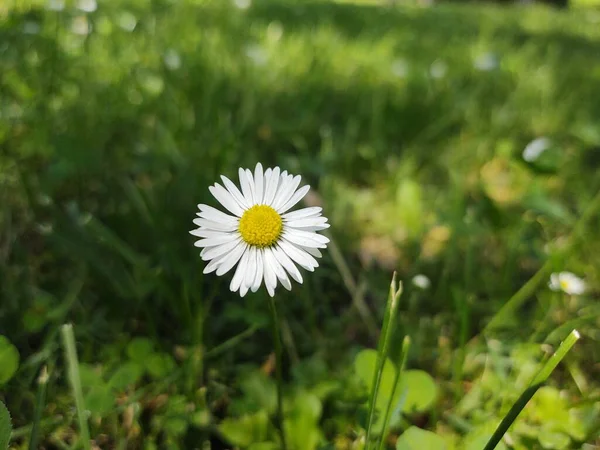 Camomile Daisy Flowers Grass White Yellow Slovakia — Stock Photo, Image