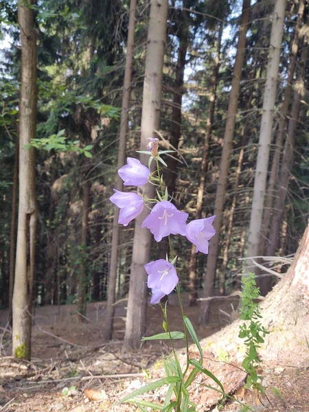 梅朵花 自然界中美丽的紫色钟花 斯洛伐克 — 图库照片
