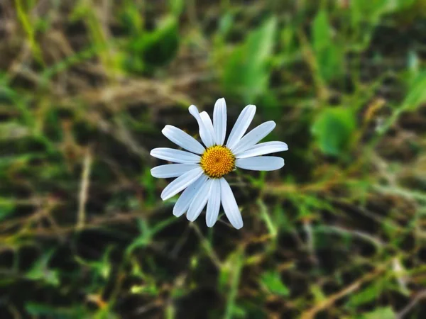 草の中のカモミールデイジーの花 白と黄色 スロバキア — ストック写真