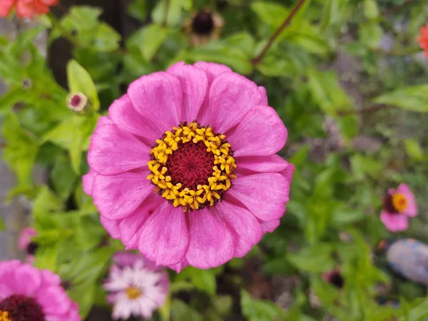 自然の中や庭で草の中にカラフルな牧草地の花 スロバキア — ストック写真