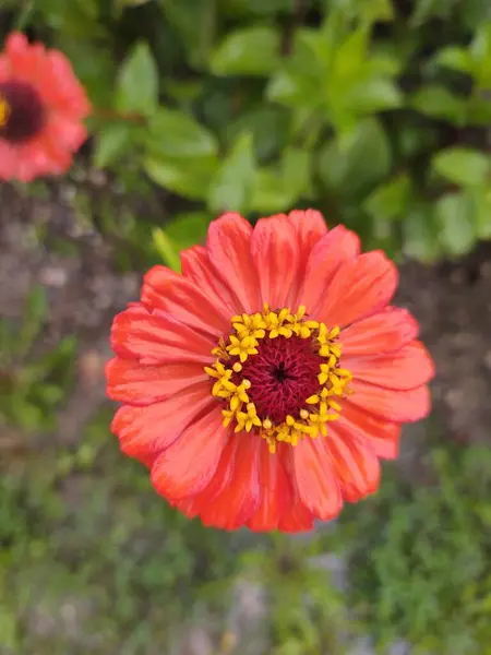 自然の中や庭で草の中にカラフルな牧草地の花 スロバキア — ストック写真