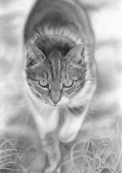 Zdjęcie Własnej Pracy Ołówek Rysujący Sztukę Kot — Zdjęcie stockowe