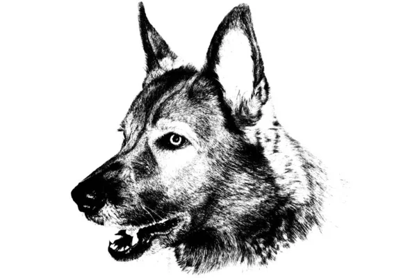 Photo Own Work Pencil Draving Fine Art German Shepherd Dog — Stock Photo, Image