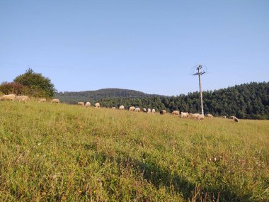 Çayırda koyunlar. Slovakya