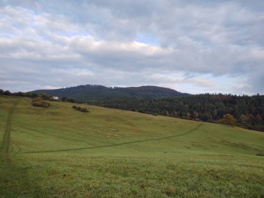Çayırda koyunlar. Slovakya