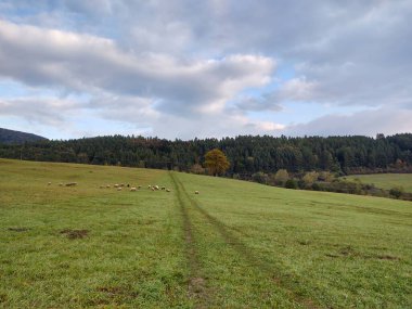 Çayırda koyunlar. Slovakya