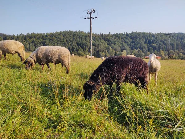 Овцы Лугу Словакия — стоковое фото