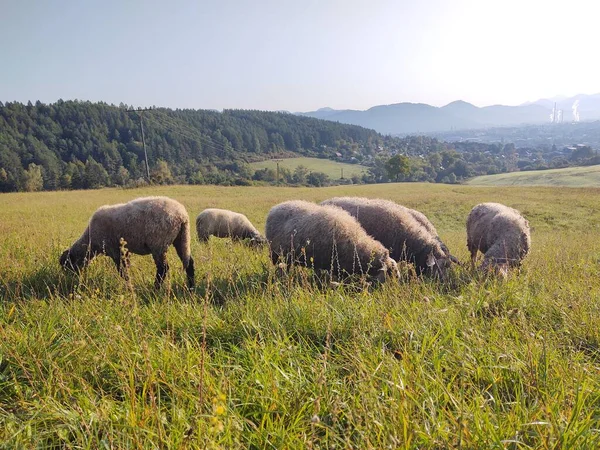 Çayırda Koyunlar Slovakya — Stok fotoğraf