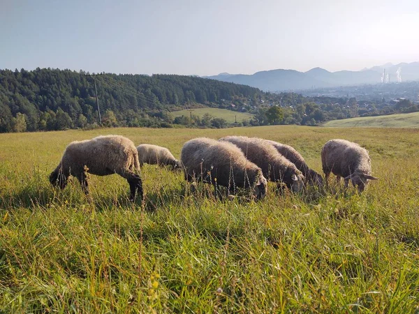 Вівці Лузі Словаччина — стокове фото
