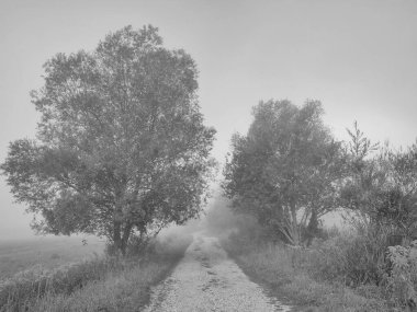 Ormanda sis. Ağaçların arkasındaki güneş ışınları. Slovakya