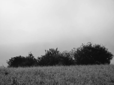 Ormanda sis. Ağaçların arkasındaki güneş ışınları. Slovakya